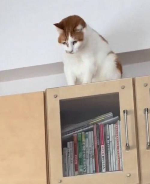 下を向く茶白猫