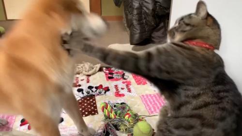 猫パンチ