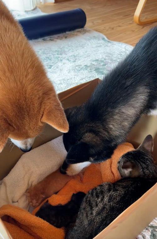 子猫を見守る犬と猫