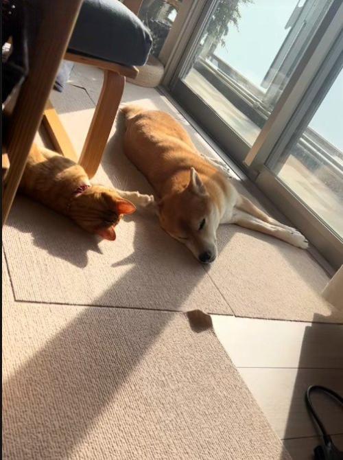 寝転んでいる犬と猫