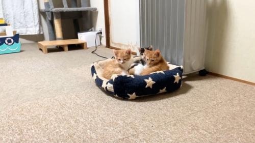 こちらを向く3匹