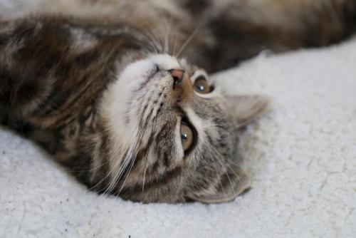 眠そうな猫