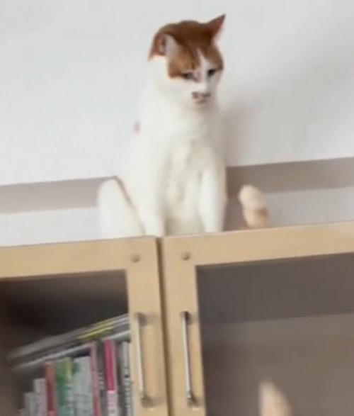 下を見つめる茶白猫