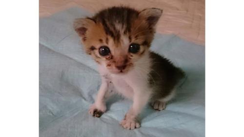 室内にいる子猫