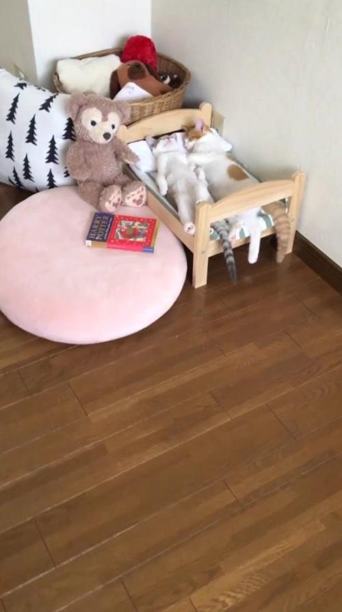 猫用ベッドの上に並んで眠る2頭の猫