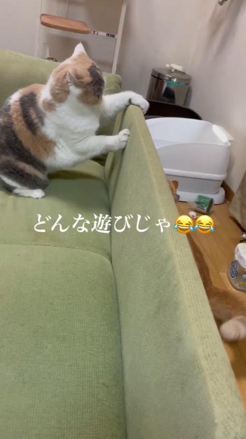 ソファに乗る三毛猫と、ソファ裏に隠れる茶トラ猫