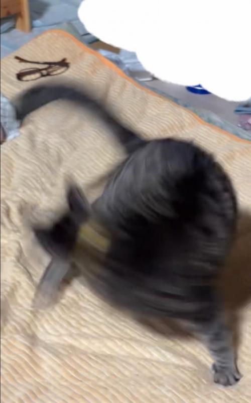 回る猫
