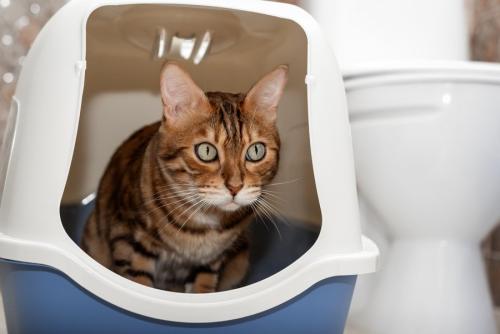 蓋つきの猫用トイレを使う猫