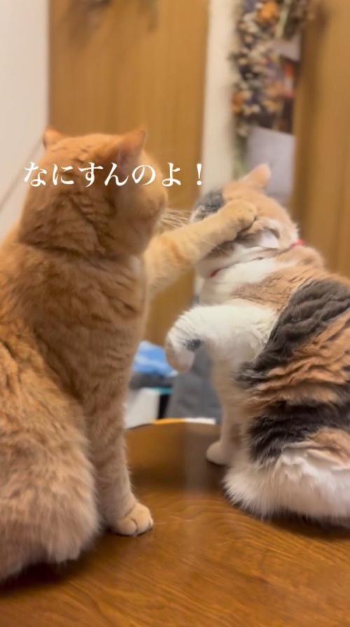 三毛猫のあたまに前足を乗せる茶トラ猫