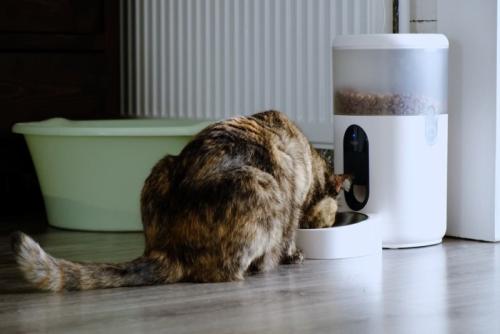 自動給餌機で食事をする猫