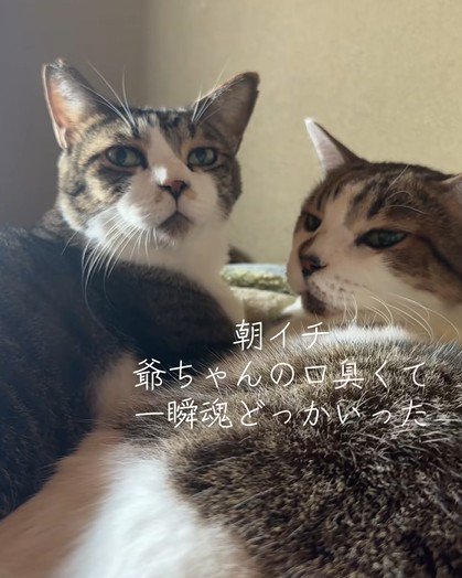 放心状態の猫