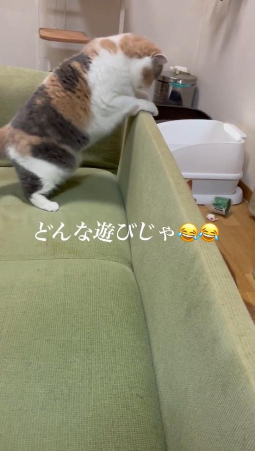 ソファの裏に隠れた茶トラ猫をのぞき込む三毛猫