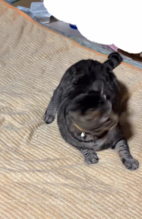 振り返る猫