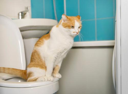 人間のトイレを使う猫