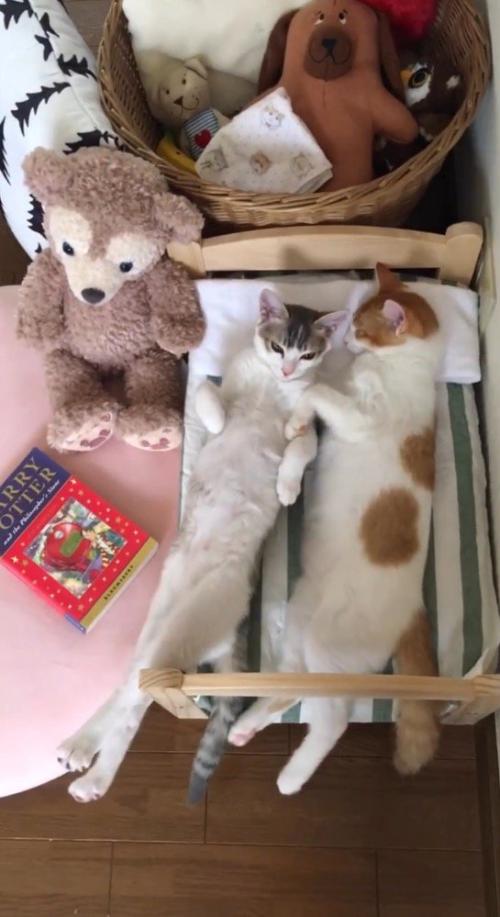 仰向けの体勢で後ろ足を伸ばす三毛猫