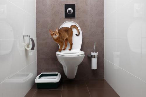 トイレにいる猫