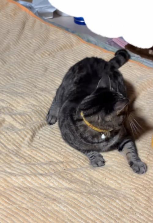 後ろを向く猫