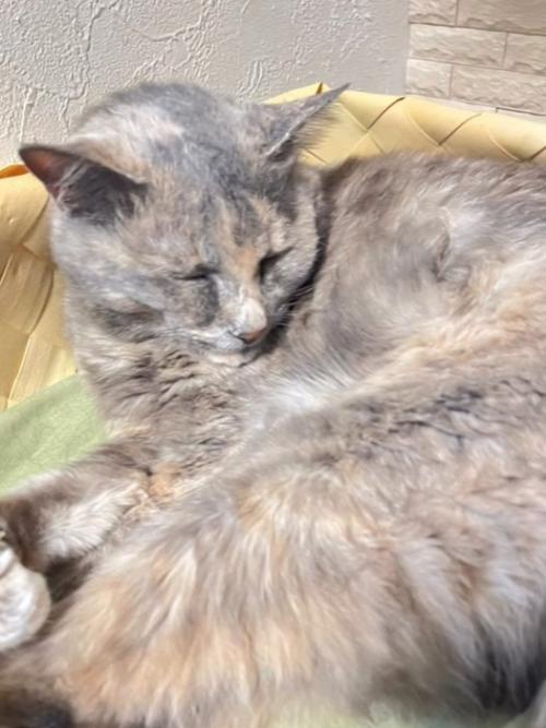 寝ている猫