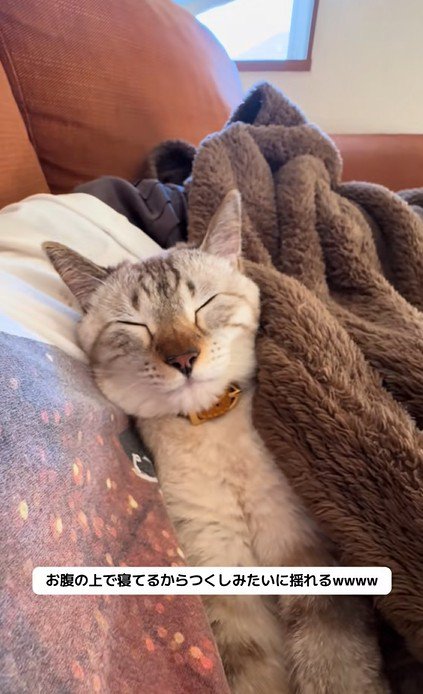 揺れる猫
