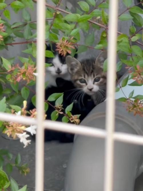 隠れている子猫たち