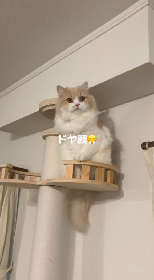 キャットタワーの上に座って周囲を見まわす猫