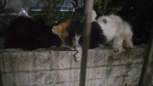 ごはんに集まる子猫たち