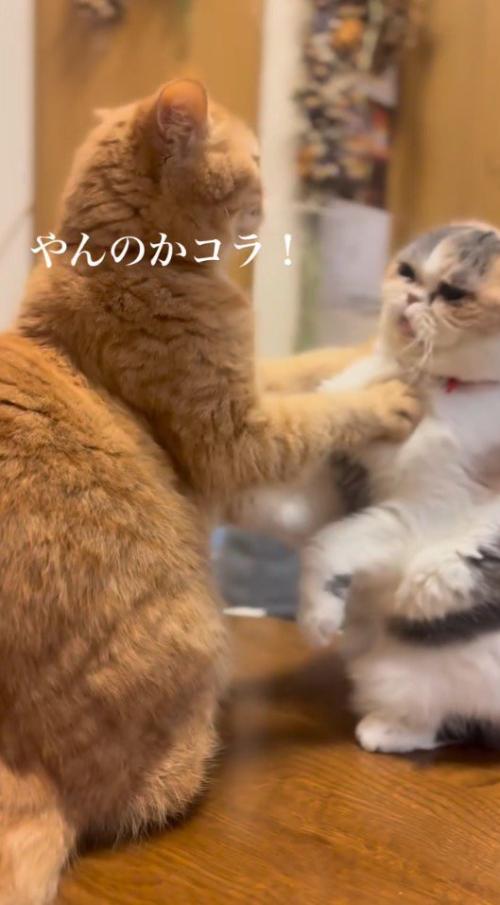 立ち上がってお互いを見つめる2頭の猫
