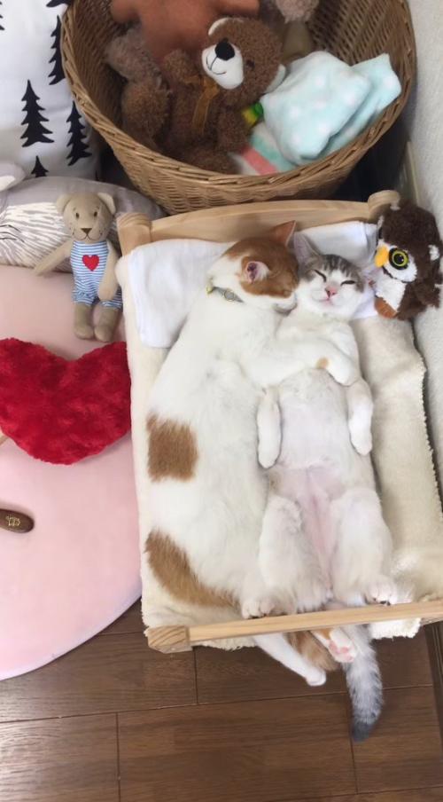 寝ながら三毛猫を抱きしめる茶白猫