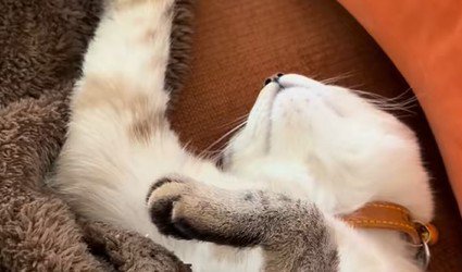 万歳で眠る猫