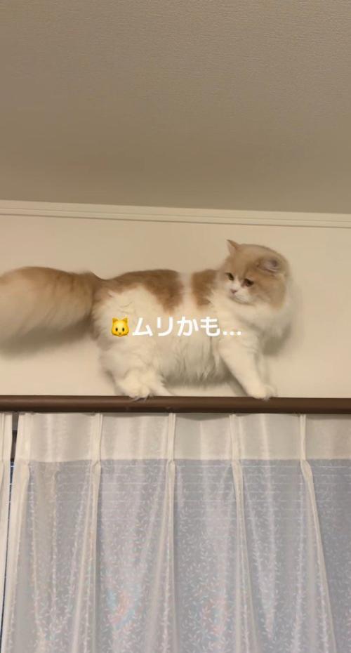 後ろをふり返る猫