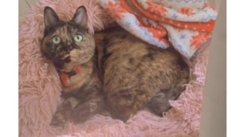 室内にいる猫