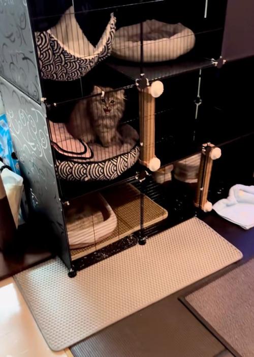 出迎える猫
