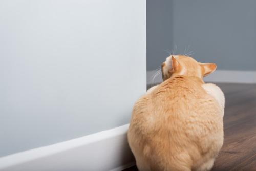 壁からのぞいている猫の後ろ姿