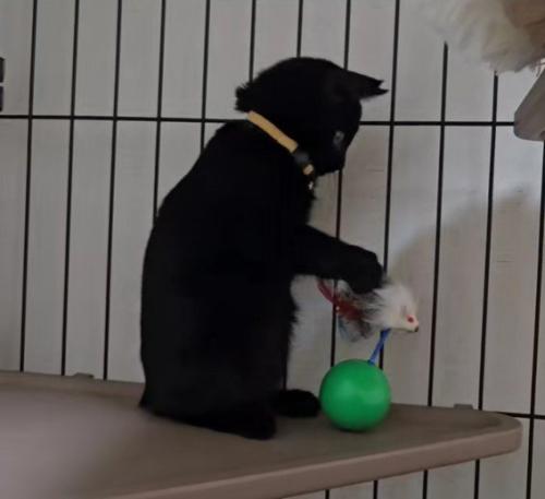 おもちゃで遊ぶ子猫