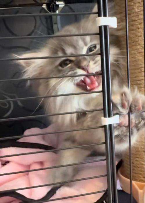 手をかける猫