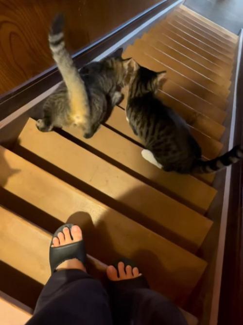 階段を降りる2匹の猫