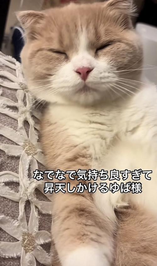 「なでなで気持ち良すぎて...」のテロップ写真2