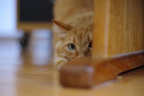 身を潜める猫
