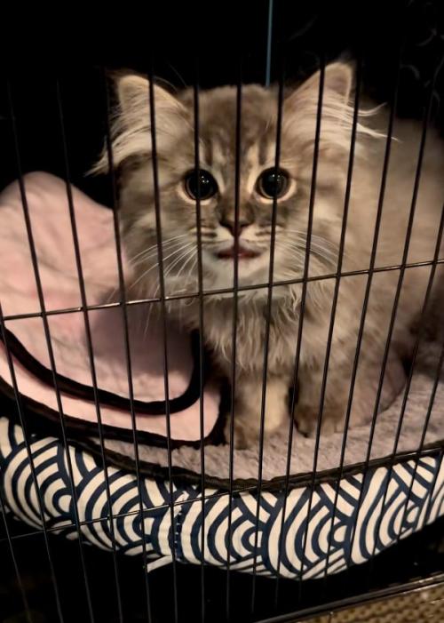 近づく猫