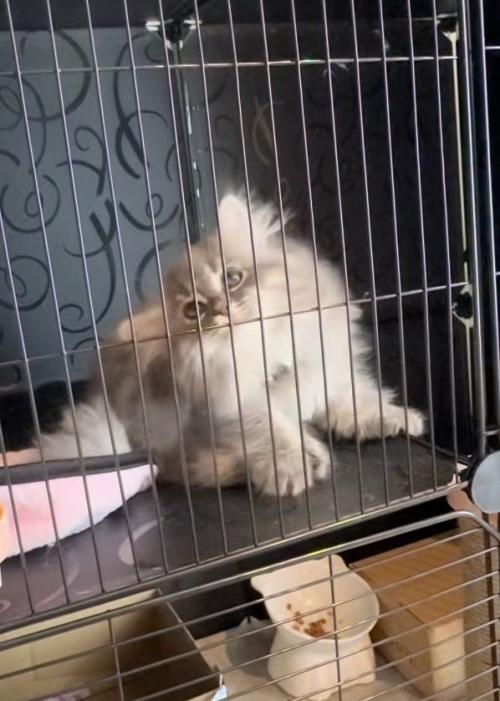 掻く猫