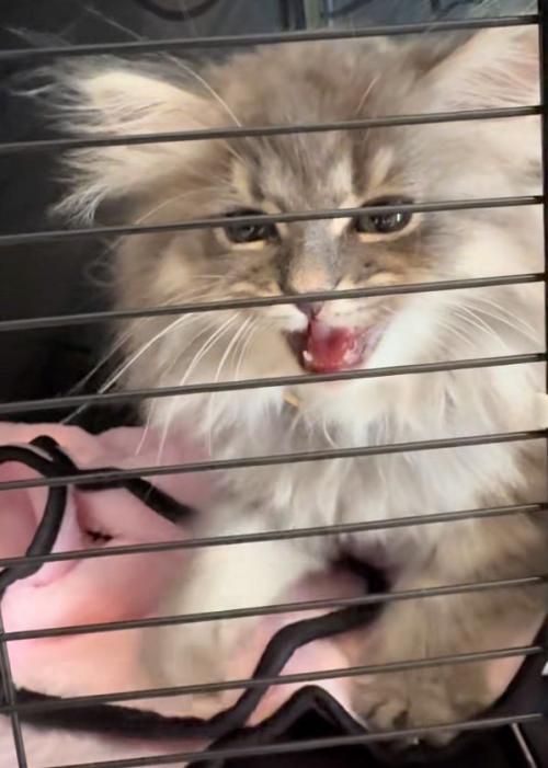ふみふみ猫