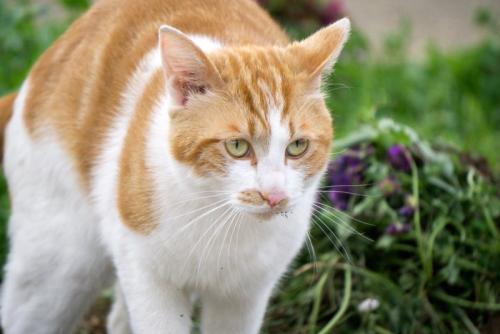 緊張する猫