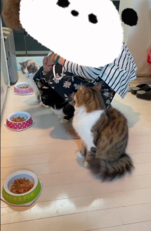 おばあちゃんと3匹の猫