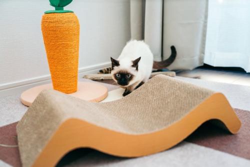 何かを狙う猫