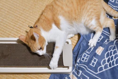 爪とぎ4