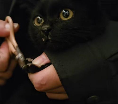 爪を切られる子猫