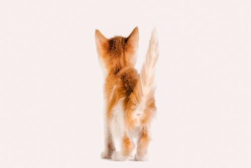 お尻を上げる子猫