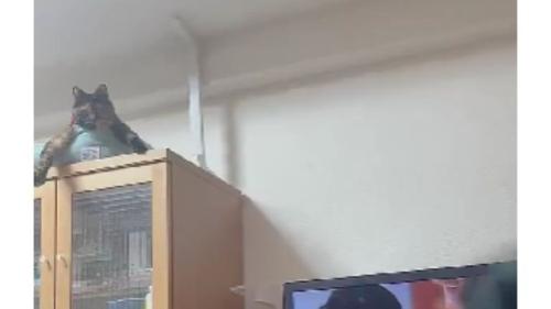 棚の上にいるサビ猫のちゃーこちゃん