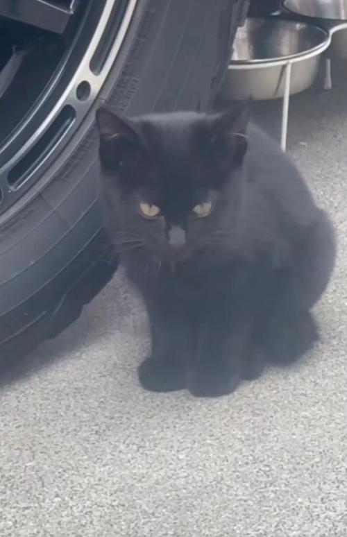 ひとりぼっちの子猫