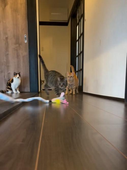 おもちゃを追いかける猫
